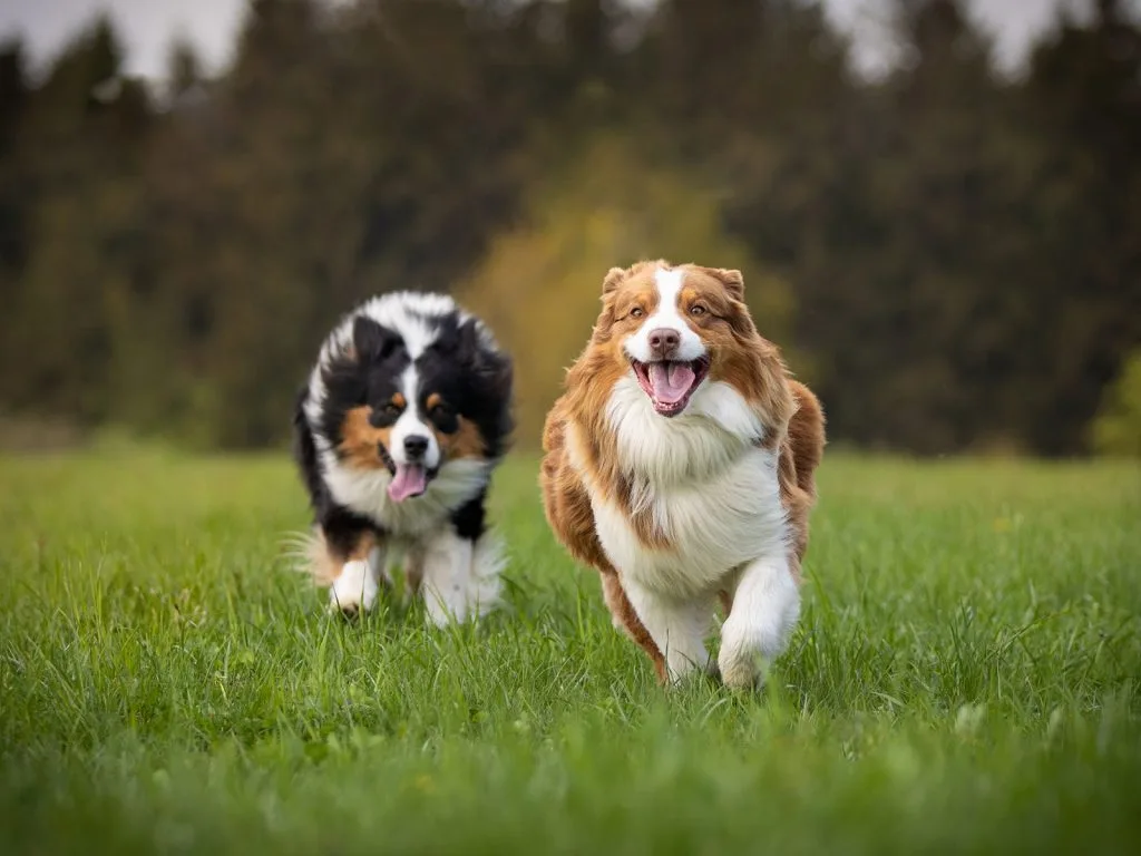 two dogs running in grass