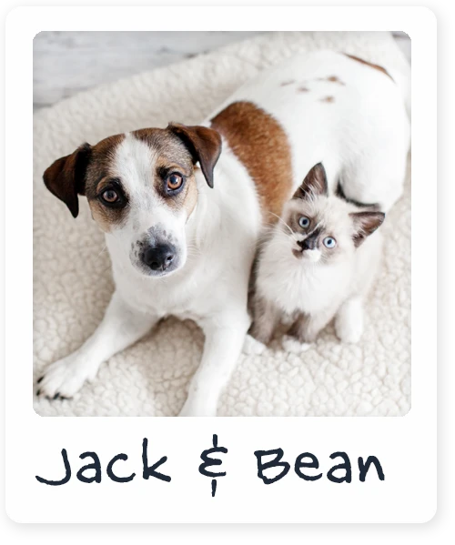 photo of small dog named jack and kitten named bean