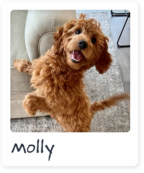 photo of small dog named molly
