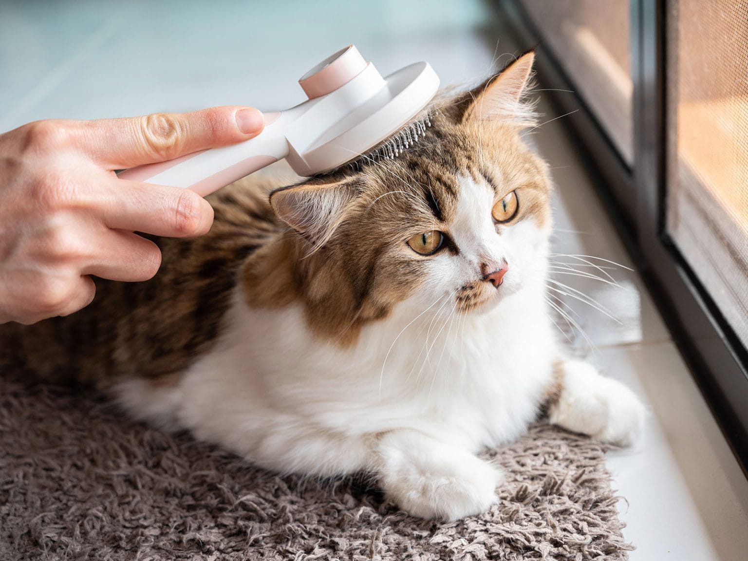 Chicken & Pea Grain Free Cat Food Madison Pet Store