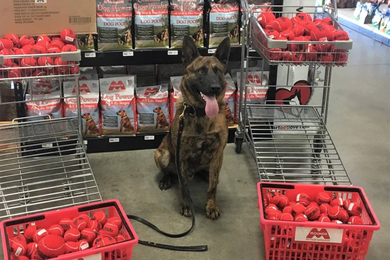 police dog and balls