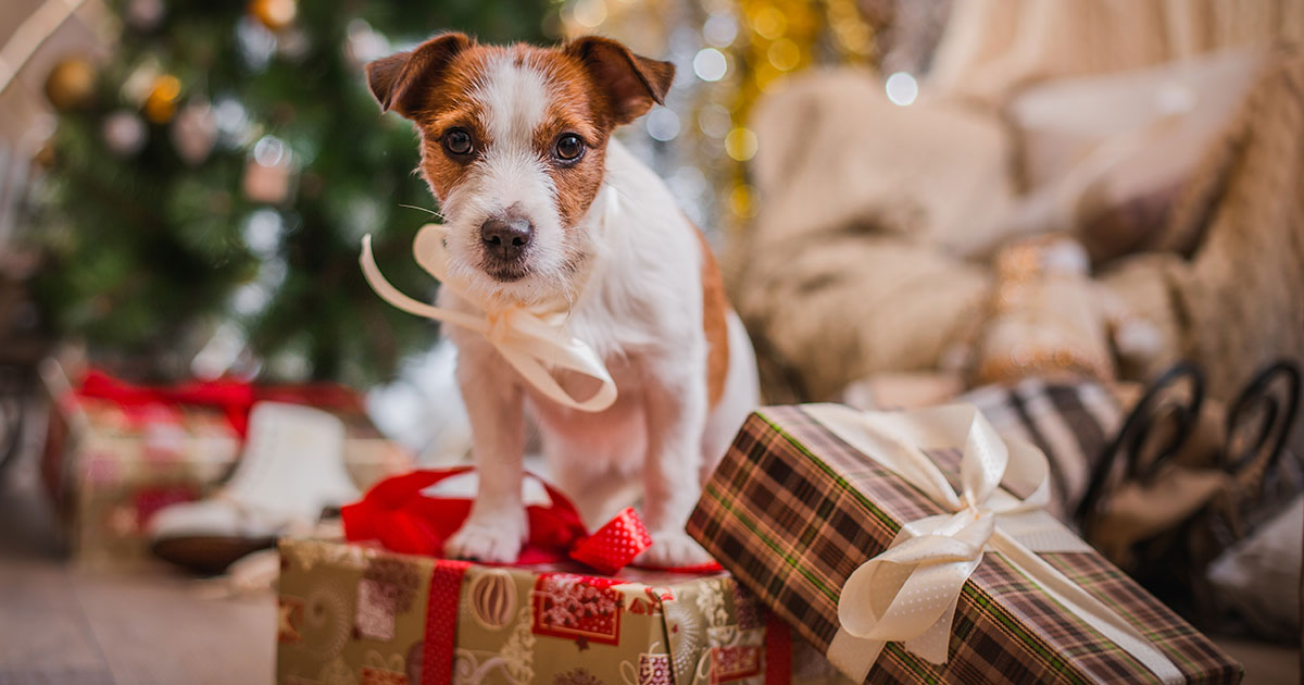 Dog toy ideas for the holidays