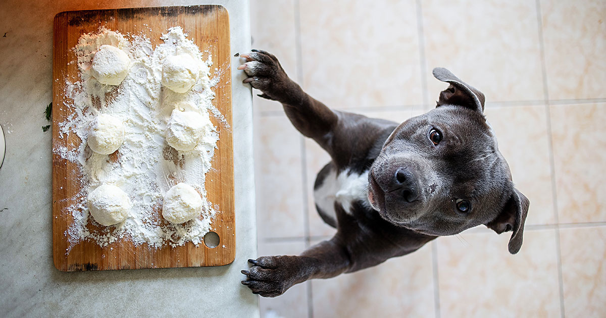 Toxic Dog Foods