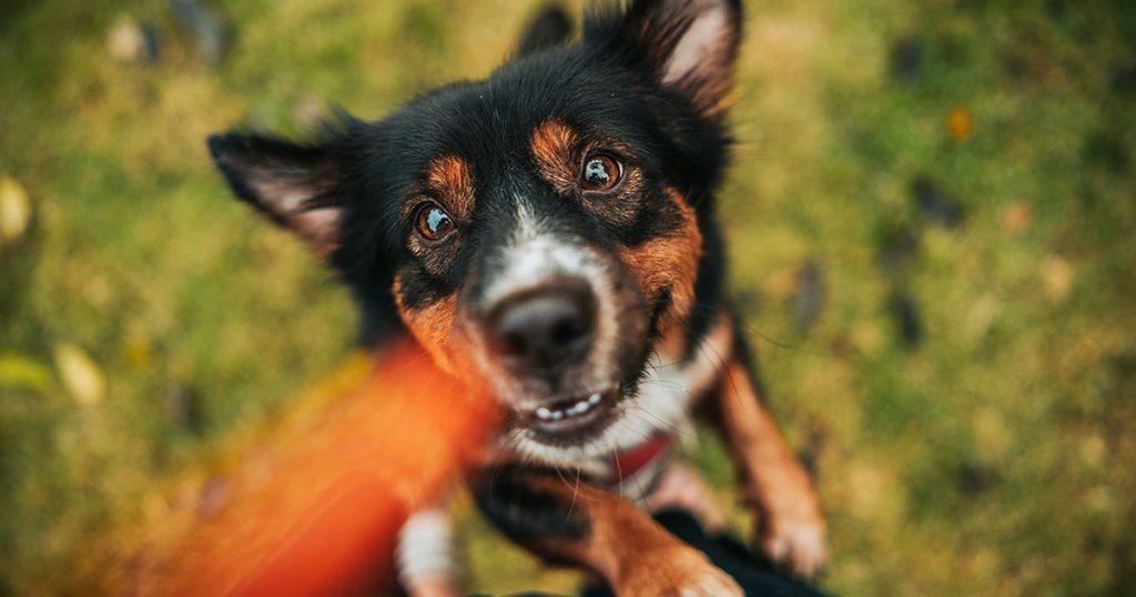 2025 a list of healthiest treats for dogs