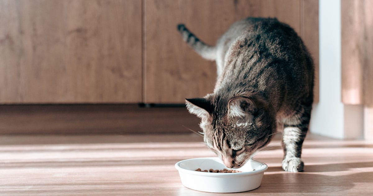 Pet Insurance and Prescription Food coverage