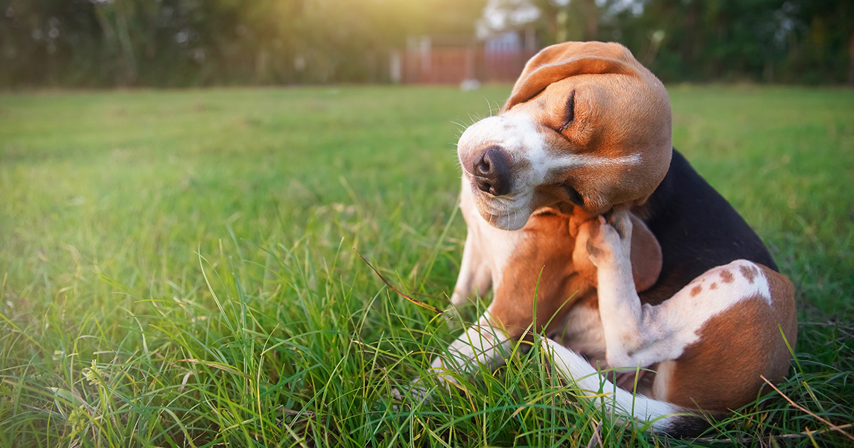 Common Dog Skin Allergies