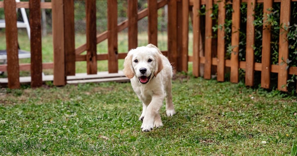 National Pet Loss Prevention Month