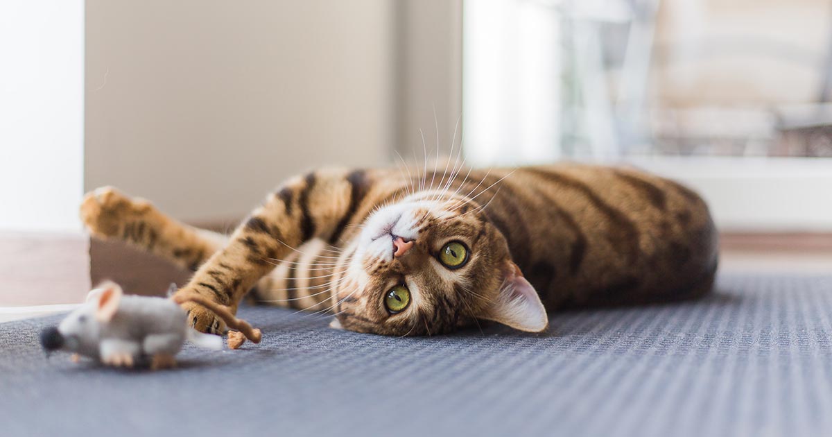 Most Common Cat Breeds in the U.S.