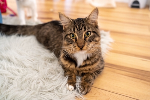 Domestic Shorthair