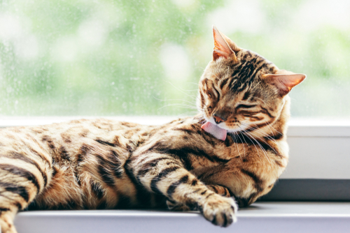 Bengal Cat