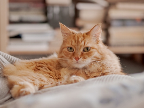 Domestic Longhair