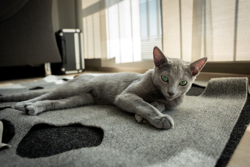 Russian Blue