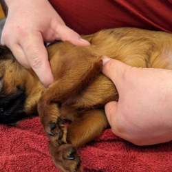 Hand positioning on dogs & cats 15lb or less