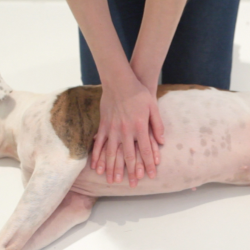 Hand positioning for medium to large dogs & cats over 15lb