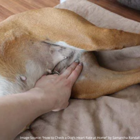 Image Source “How to Check a Dog’s Heart Rate at Home“ by Samantha Randall